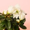 flor blanca rhododendron