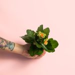 kalanchoe naranja mini