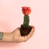 Cactus Gymnocalycium Japan Pink