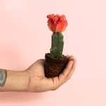 Cactus Gymnocalycium Japan Pink