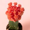 Cactus Gymnocalycium Japan Pink cabeza