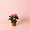 rhododendron-rosa-mini ma
