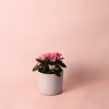 rhododendron-rosa-mini maceta