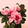 rhododendron-rosa-mini flor