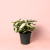 dracaena-variegada-milky