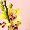 orquidea amarilla mini flor