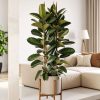 ficus elastica robusta l contexto