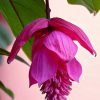 flor medinilla flamenco