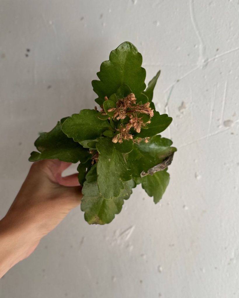 kalanchoe enfermedades
