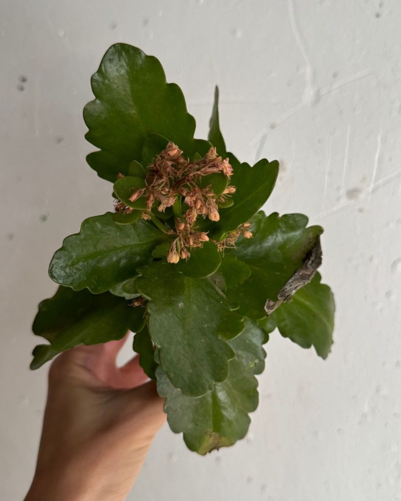 kalanchoe problemas flores