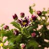 crisantemo morado flor