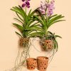 macetas orquideas