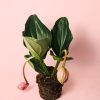 medinilla flamenco planta