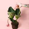medinilla flamenco