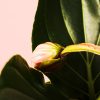 flor medinilla flamenco cerrada