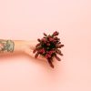 calluna-brezo-mini-rojo planta