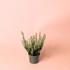 calluna brezo blanca mini planta