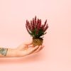 calluna-brezo-mini-rojo