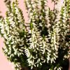 calluna brezo blanca mini flor