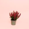 calluna-brezo-mini-rojo maceta