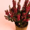 calluna-brezo-mini-rojo planta
