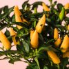 mini guindilla ornamental amarilla fruto