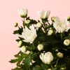crisantemo blanco flor