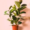 ficus robusta l planta