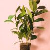 ficus robusta l