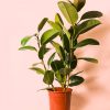 ficus robusta l maceta
