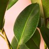 ficus robusta l hoja