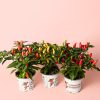guindillas plantas ornamentales