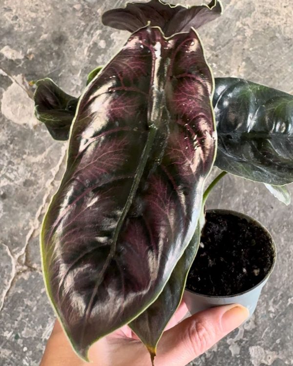 alocasia azlanii hoja rosa