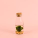 botella planta acuatica mini
