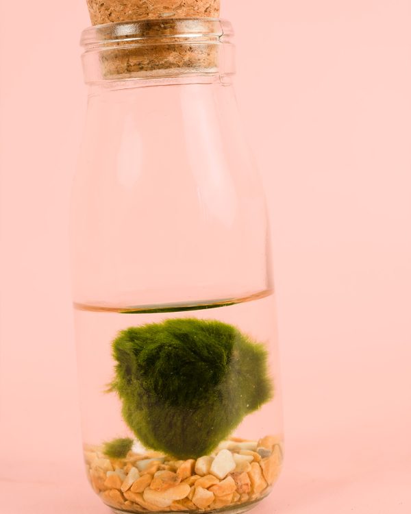 Mini Terrario Planta Acuática Botella - Imagen 2