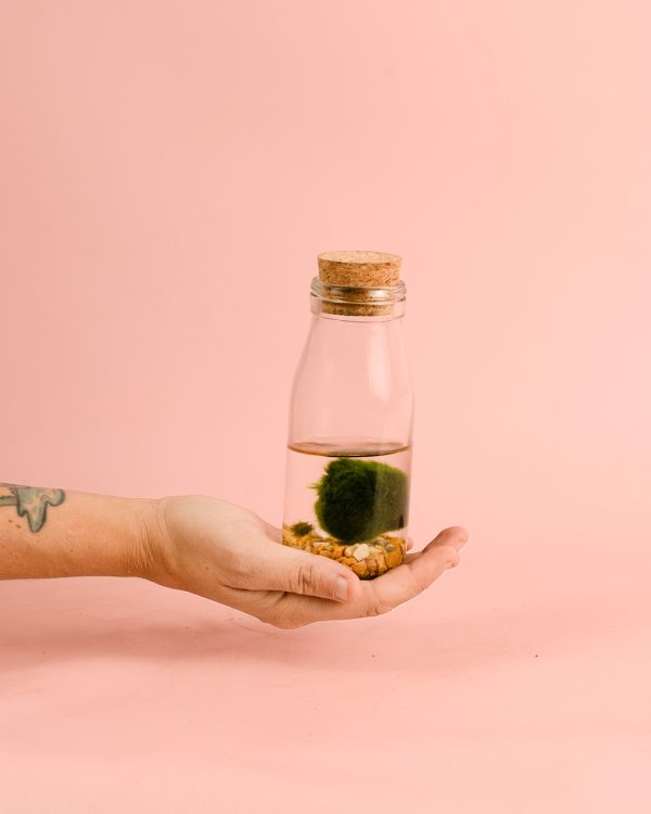 Mini Terrario Planta Acuática Botella - Imagen 3