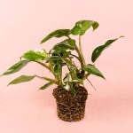 philodendron white princess m