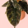 alocasia azlanii hoja