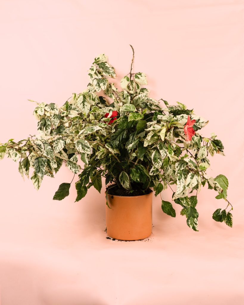 Hibiscus variegata maceta