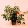 Hibiscus variegata