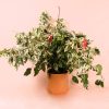 planta hibiscus maceta