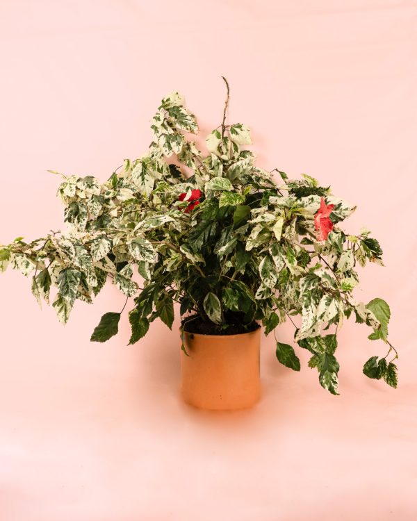 planta hibiscus maceta