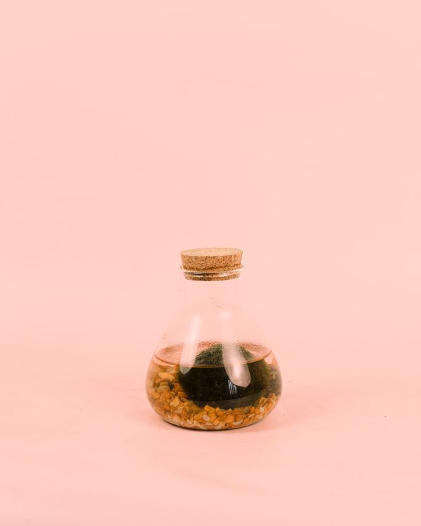 mini terrario planta acuática mix