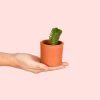 Crassula Buddha_s Temple mini
