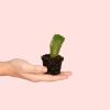 Crassula Buddha_s Temple