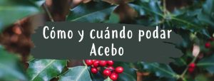 cuando y como podar acebo