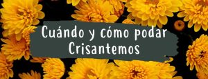 cuando y como podar crisantemos