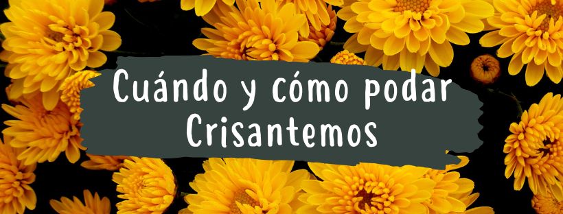 cuando y como podar crisantemos
