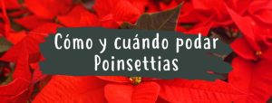 cuando y como podar poinsettias