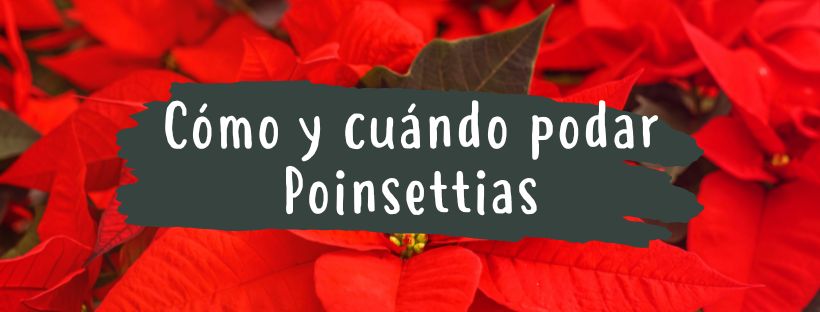 cuando y como podar poinsettias
